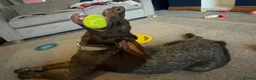 German Shorthaired Pointer dogs for adoption: Otis is desperate for his forever home  in Leominster - Advert 16