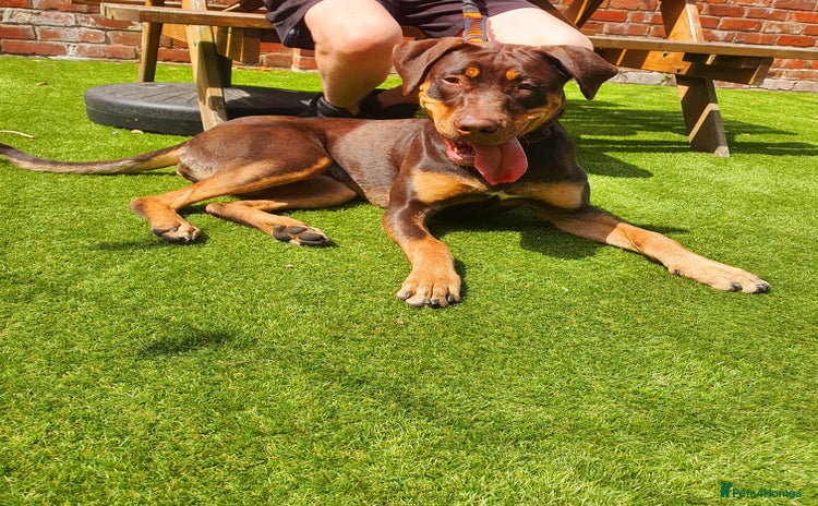 Mixed Breed dogs - Advert 1