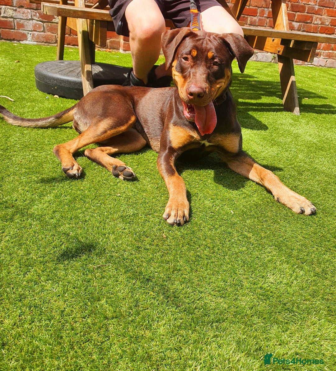 Mixed Breed dogs for sale: Female mixed breed  - Image 1