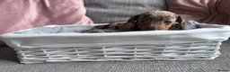 Miniature Dachshund dogs for sale: Miniature dachshunds  - Advert 10