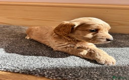 Cockapoo dogs for sale:  🐾F1 Cockapoo Puppies🐾READY NOW🐾 - Image 16