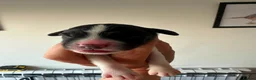 English Springer Spaniel dogs for sale: Gorgeous KC Reg Springer Spaniel Pups  - Advert 8