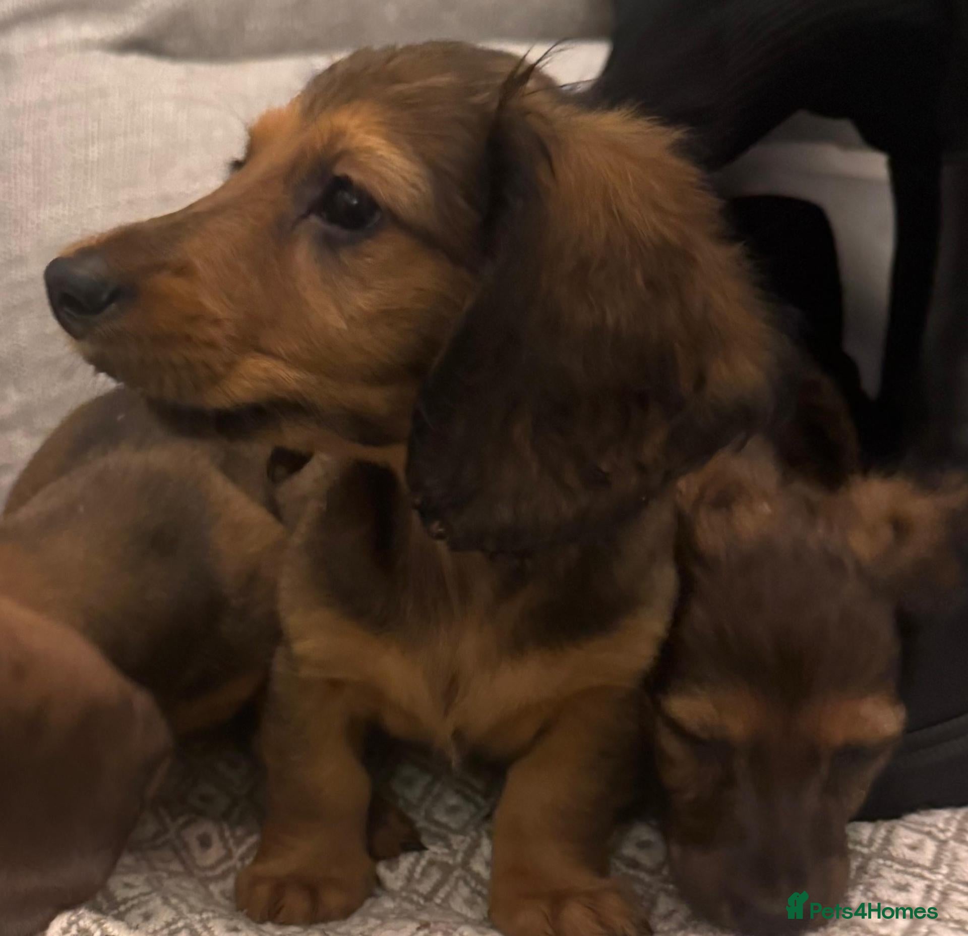 Dachshund dogs Long haired Sable cream Dachshund puppies last 1 - Advert 3
