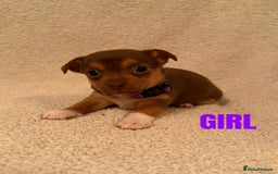 Jack Russell dogs for sale: Quality miniature Jack Russell puppies  - Image 3