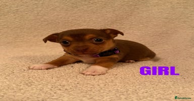Jack Russell dogs - Advert 11