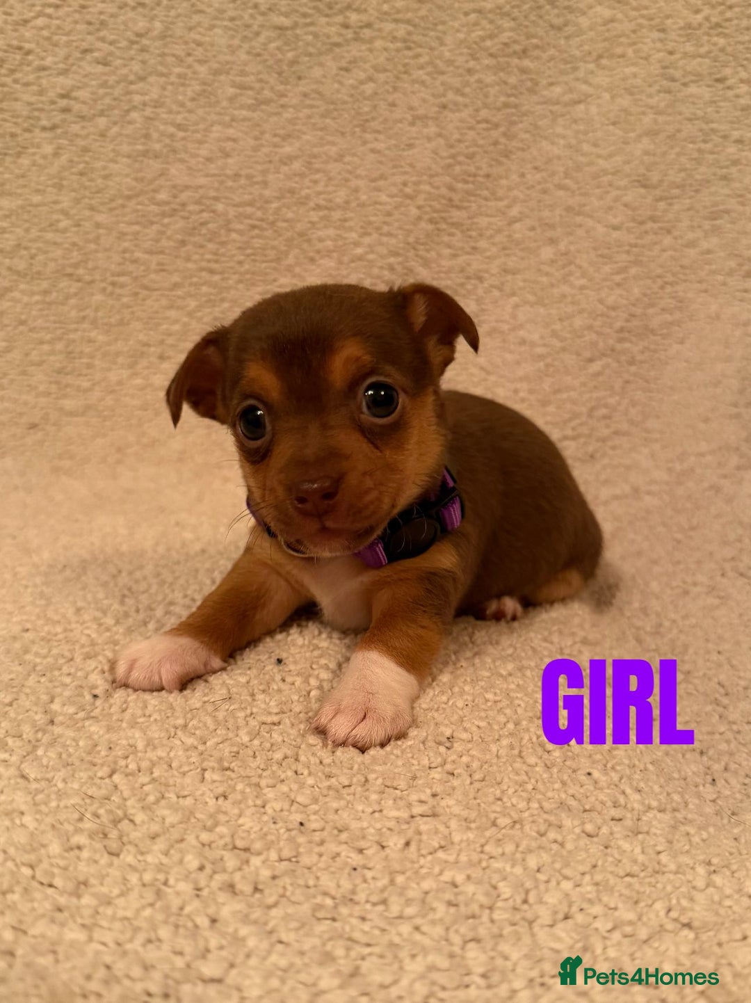 Jack Russell dogs for sale: Quality miniature Jack Russell puppies  - Image 3