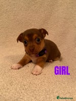 Jack Russell dogs - Advert 3