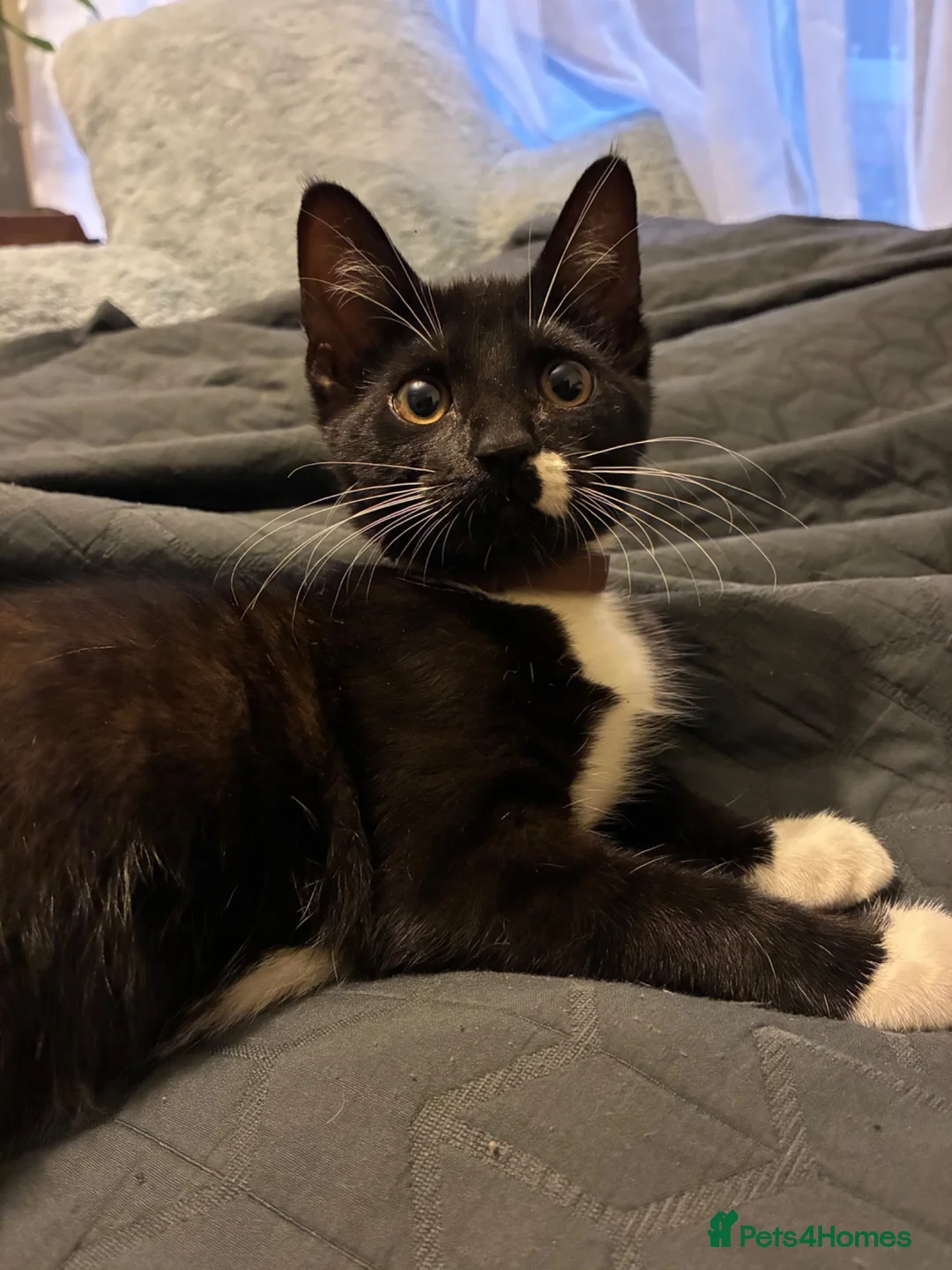 Mixed Breed cats for sale: Black and white kitten  - Advert 2