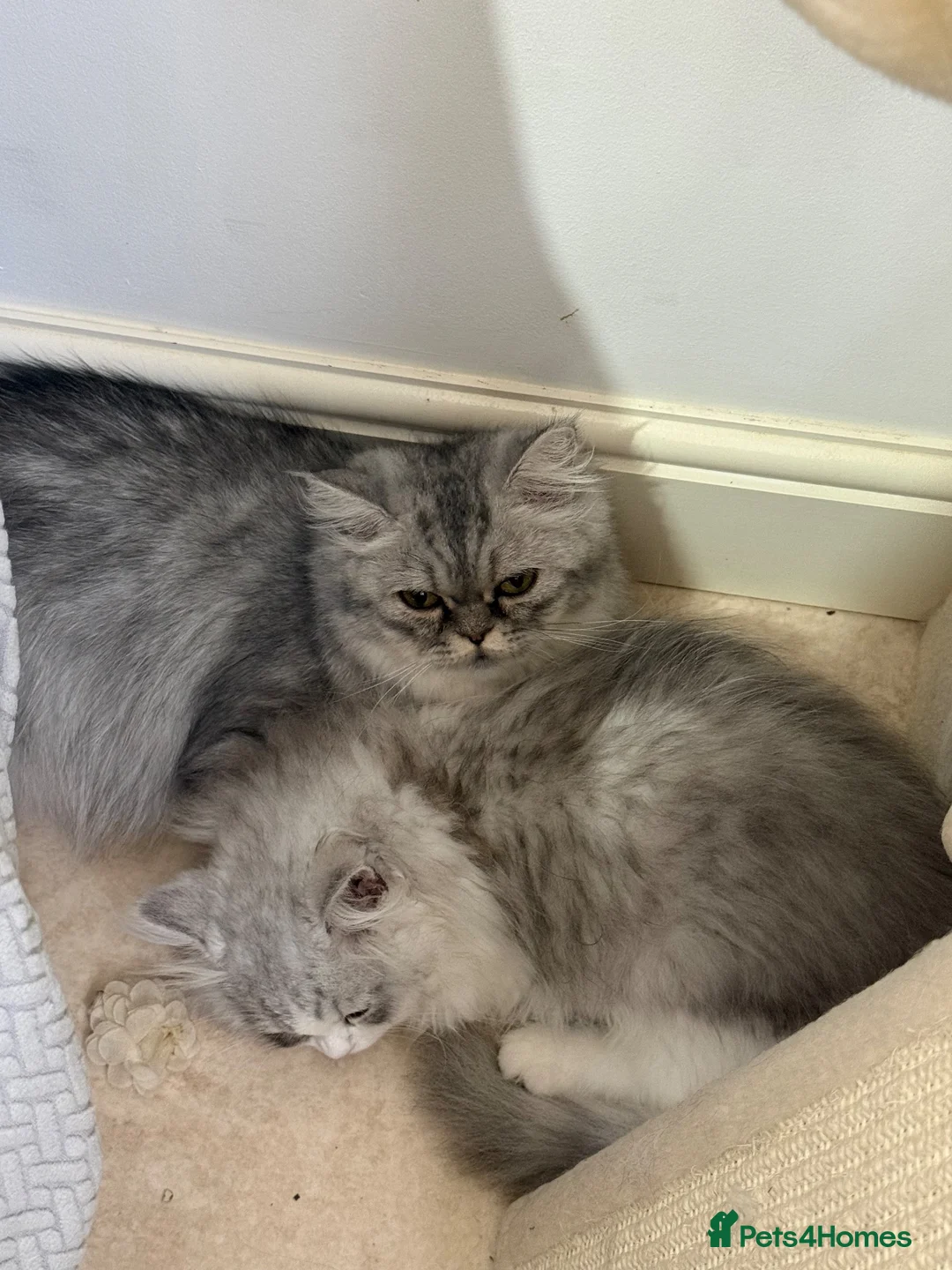 Persian cats for sale: Female kitten  in London - Advert 2