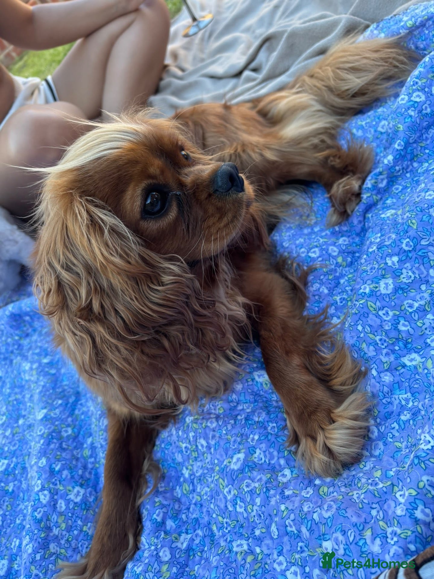 Cavalier King Charles Spaniel dogs KC registered Cavalier King Charles Spaniels  - Advert 6