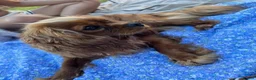 Cavalier King Charles Spaniel dogs for sale: KC registered Cavalier King Charles Spaniels  in Banbury - Advert 1