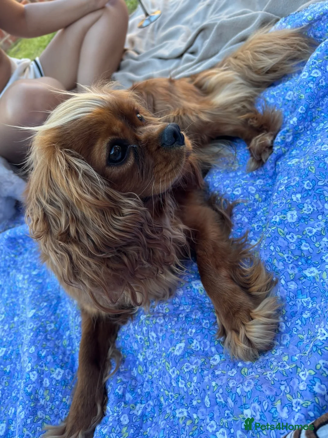 Cavalier King Charles Spaniel dogs for sale: KC registered Cavalier King Charles Spaniels  in Banbury - Advert 1