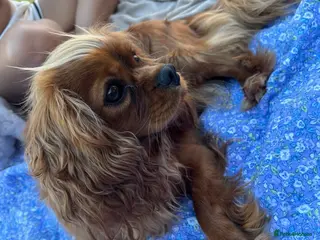 Cavalier King Charles Spaniel dogs KC registered Cavalier King Charles Spaniels - Advert 6