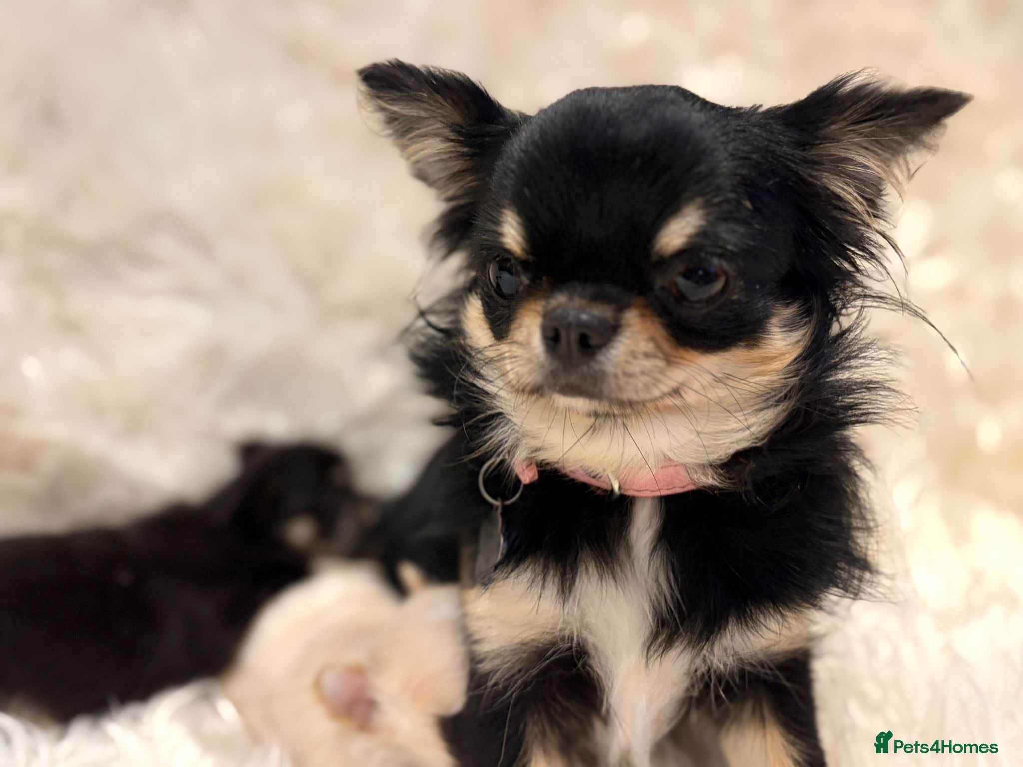 Chihuahua dogs 🐾 TINY KC registered Chihuahua puppies 🐾 - Advert 1