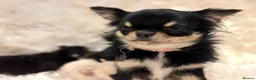 Chihuahua dogs for sale: 🐾 TINY KC registered Chihuahua puppies 🐾 - Advert 1