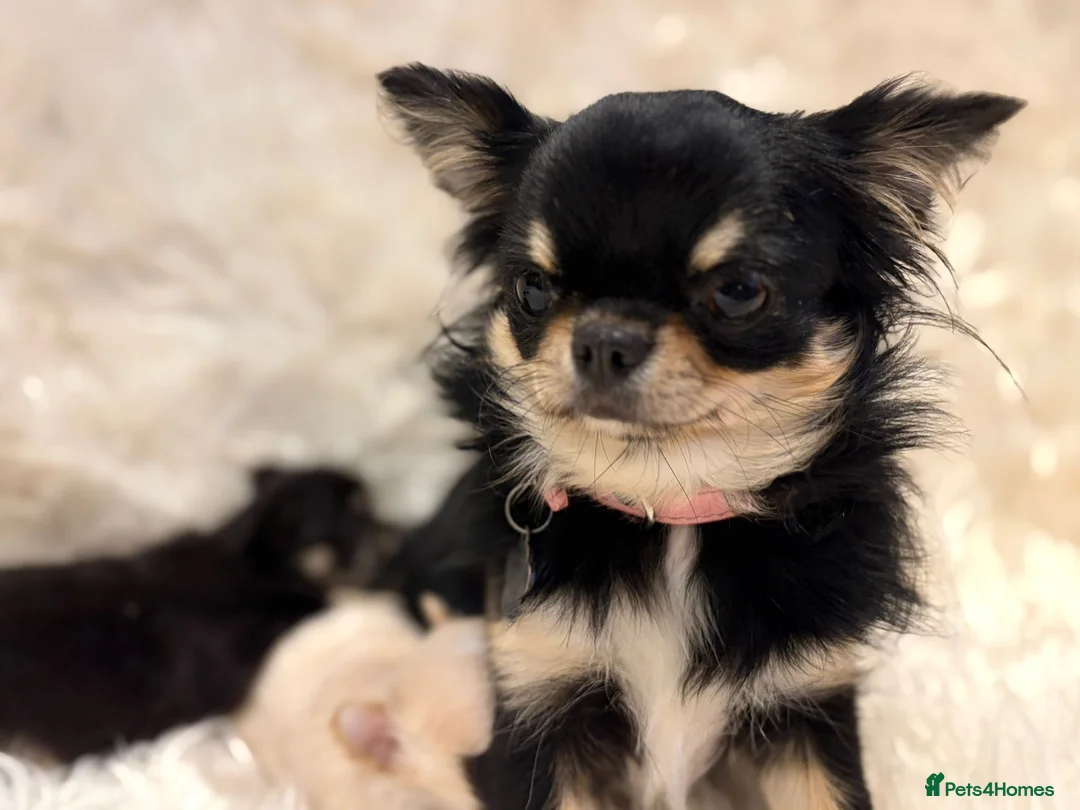 Chihuahua dogs for sale: 🐾 TINY KC registered Chihuahua puppies 🐾 - Advert 1