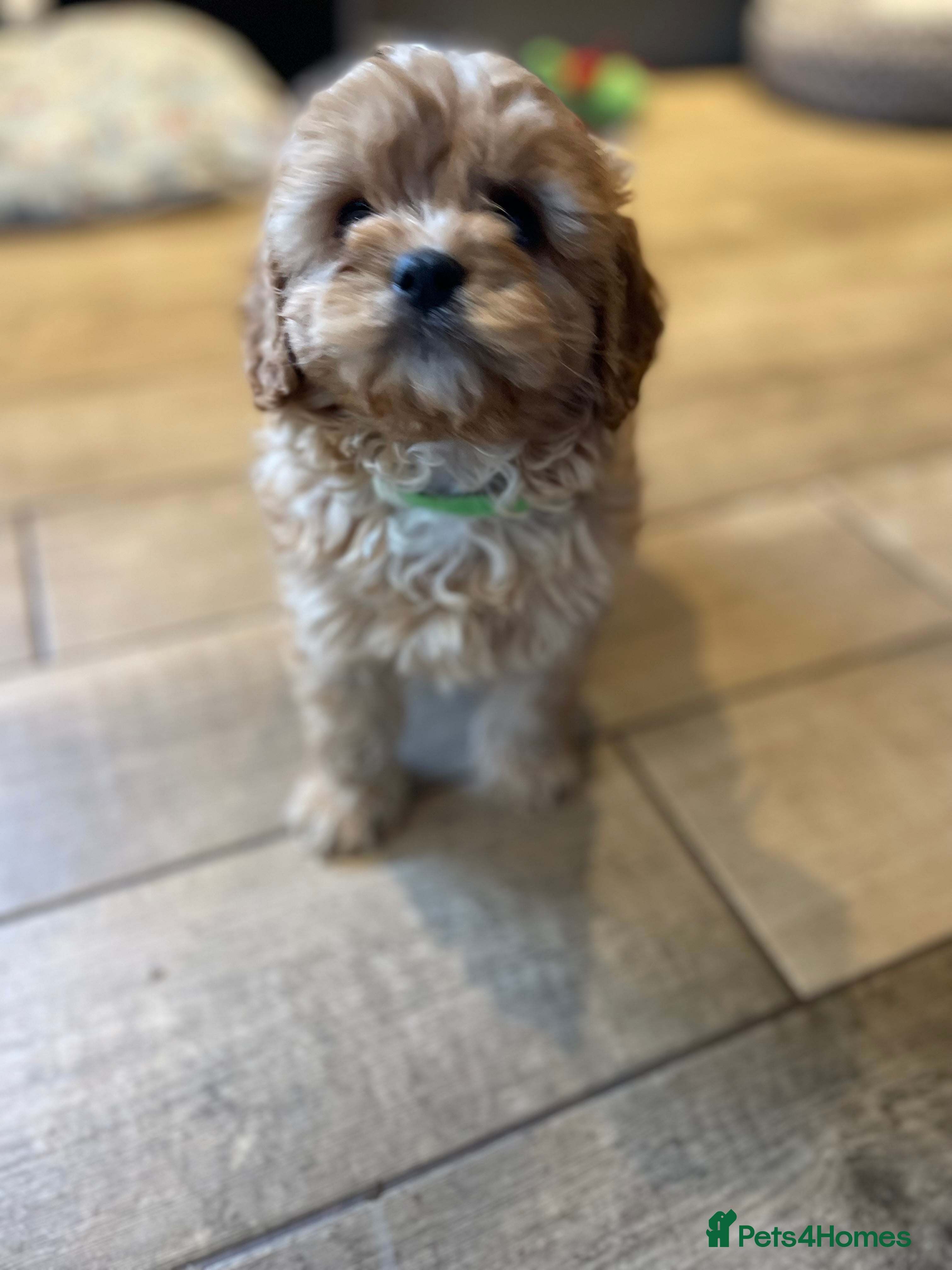 Cavapoo dogs Gorgeous Cavapoo Puppies - Advert 7