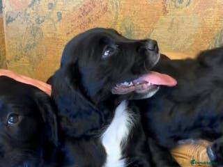 Cocker Spaniel dogs Beautiful working cocker spaniel puppies. - Advert 6