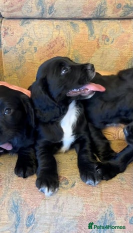 Cocker Spaniel dogs Beautiful working cocker spaniel puppies. - Advert 2