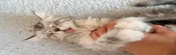 Maine Coon cats for sale: Two registered mainecoon kittens (1 poly)  - Advert 22