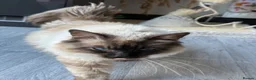 Ragdoll cats for sale: Male ragdoll for sale - Advert 4