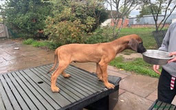 Rhodesian Ridgeback dogs for sale: Kc registered Rhodesian Ridgebacks puppies - Image 3