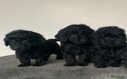 Cockapoo dogs for sale: Stunning black Cockapoo puppies for sale - Image 4