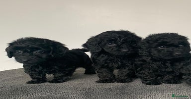 Cockapoo dogs Stunning black Cockapoo puppies for sale - Advert 15