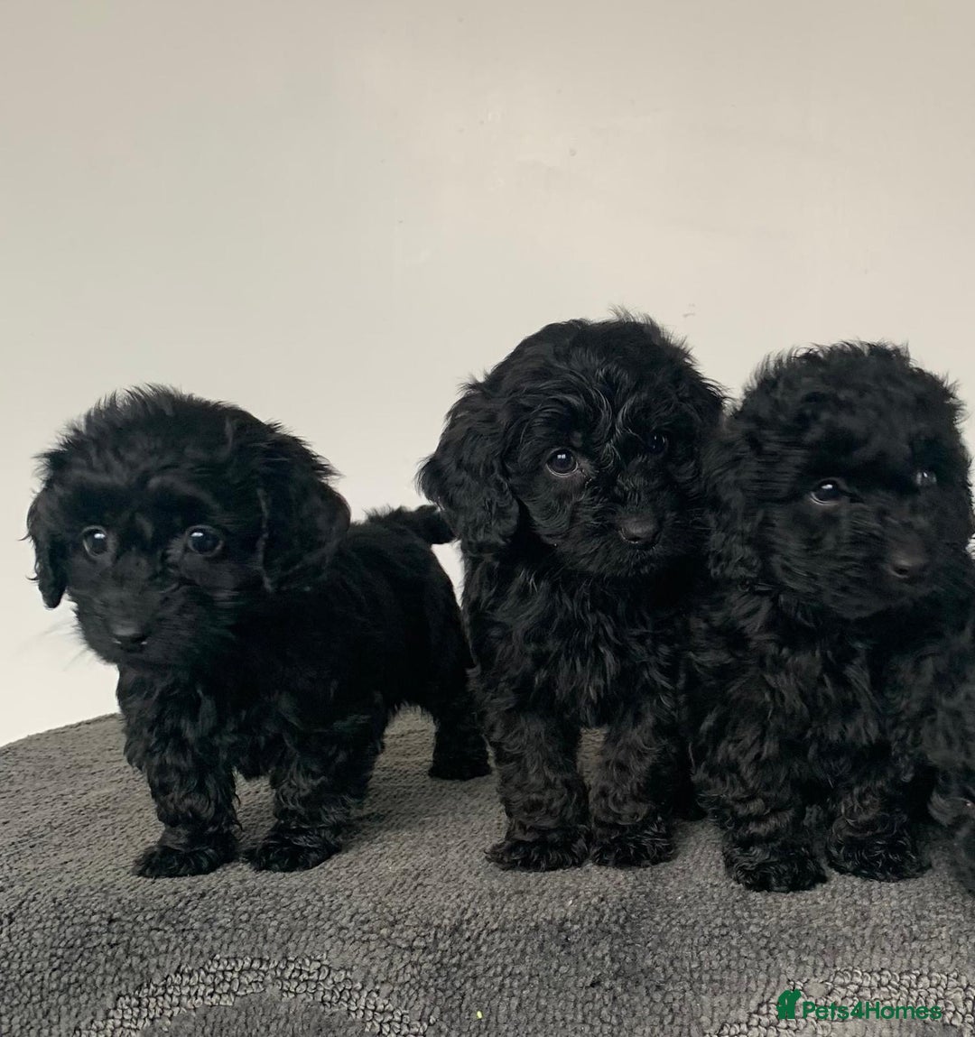 Cockapoo dogs for sale: Stunning black Cockapoo puppies for sale - Image 4