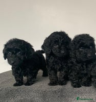 Cockapoo dogs Stunning black Cockapoo puppies for sale - Advert 15