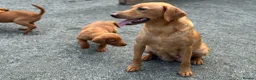 Labrador Retriever dogs for sale: KC Registered Mahogany Red Labrador Puppies - Advert 3