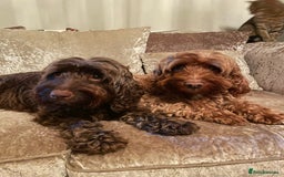 Cockapoo dogs for sale: 🐾3 girls 2 boys available🐾 - Image 11