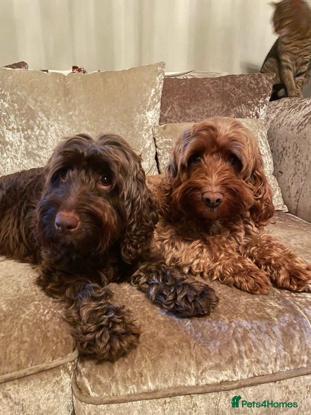 Cockapoo dogs for sale: 🐾3 girls 2 boys available🐾 - Image 11