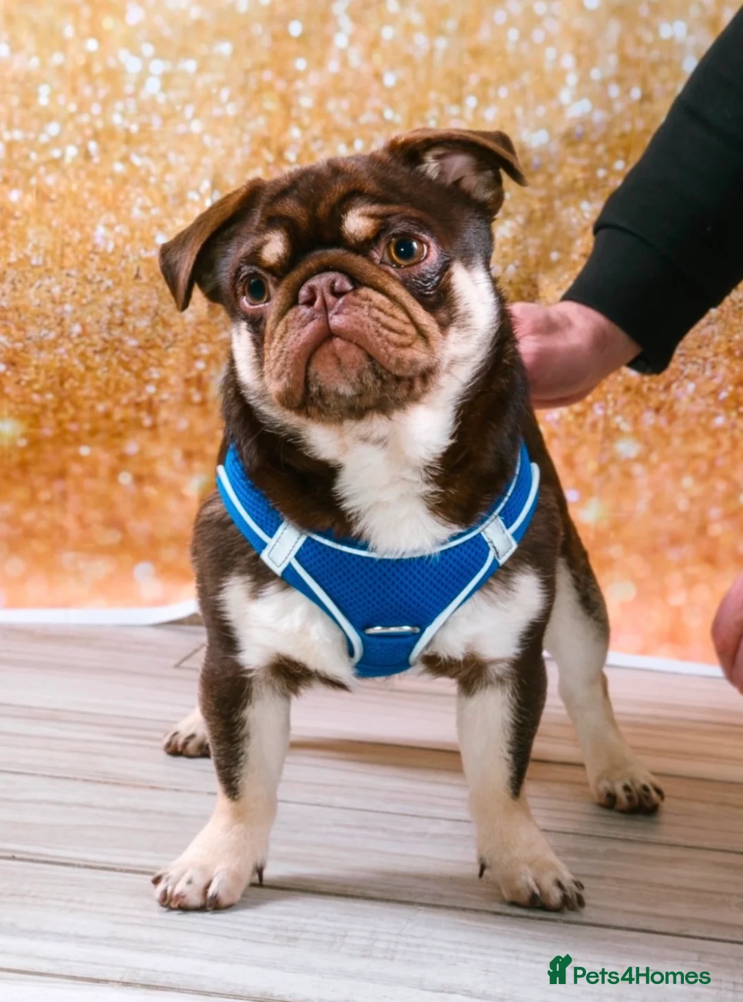 Pug dogs for stud: Proven 💦 chocolate kc reg pug boys for stud 💦 in Mexborough - Advert 2