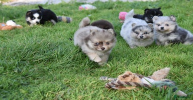 Pomsky dogs - Advert 12
