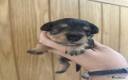 Schnoodle dogs for sale: LAST OUTSTANDING GIRL TOY SCHNOODLES DNA 🧬 CLEAR! - Image 21