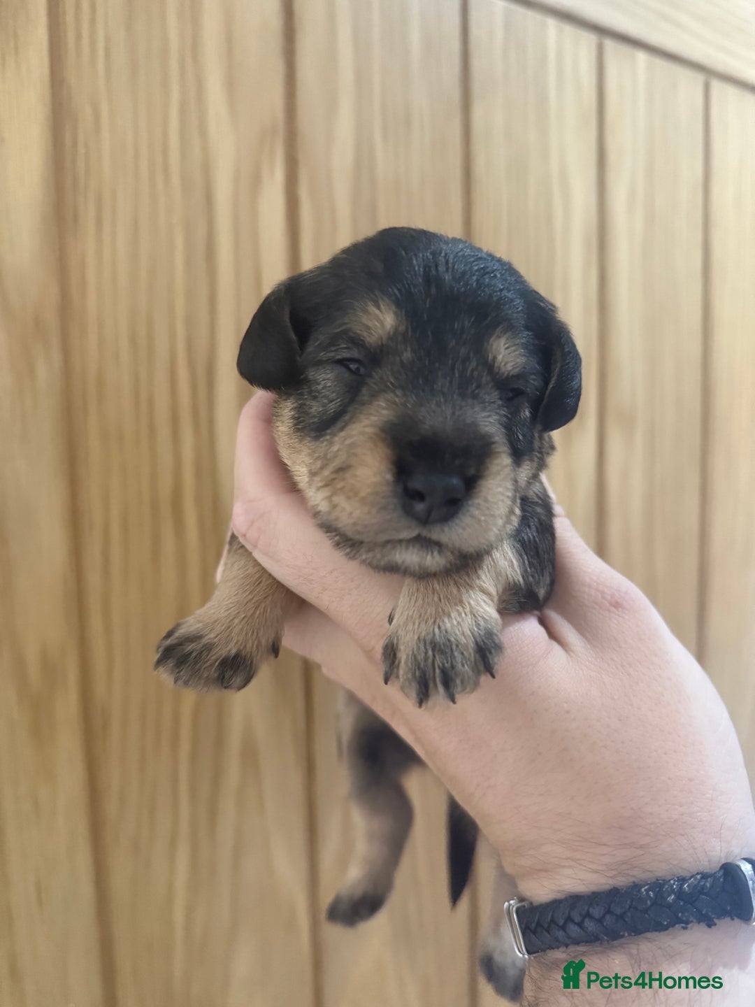 Schnoodle dogs for sale: LAST OUTSTANDING GIRL TOY SCHNOODLES DNA 🧬 CLEAR! - Image 21