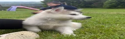 Alaskan Malamute dogs for sale: K.C Registered Quality Alaskan Malamute Puppies - Advert 1