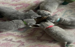 British Shorthair cats for sale: Beautiful British shorthair kittens 🐱 🥰 - Advert 31