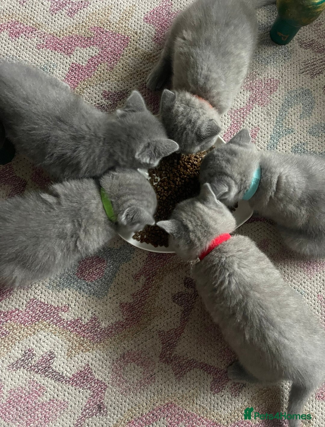 British Shorthair cats for sale: Beautiful British shorthair kittens 🐱 🥰 - Advert 31
