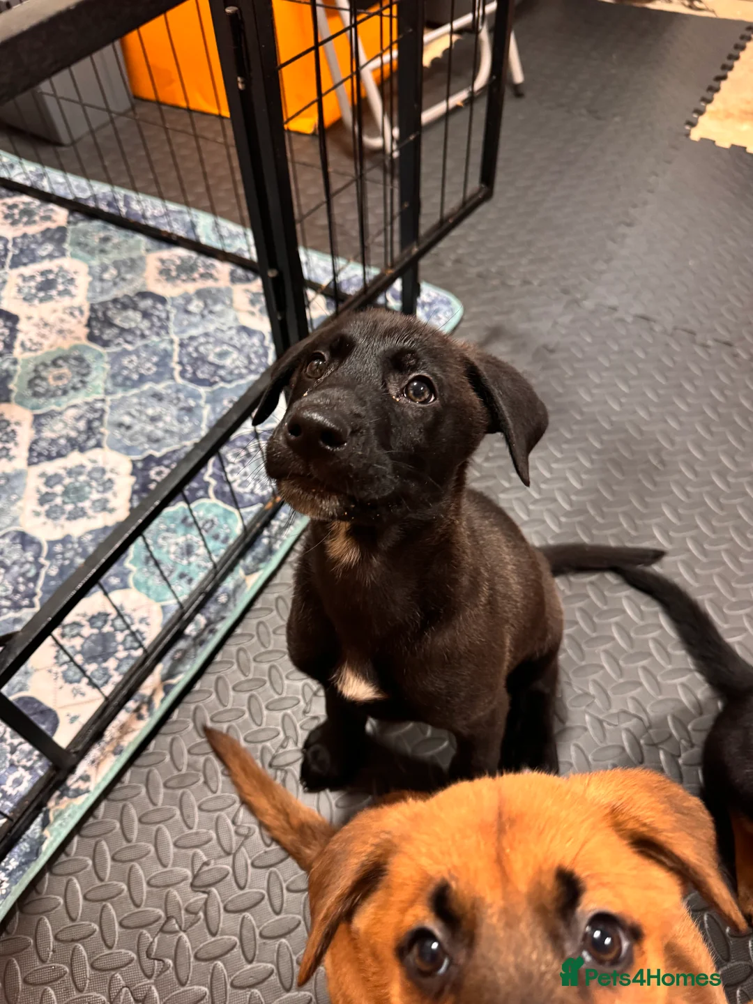 Mixed Breed dogs for sale: RARE BLUE EYE Sholly  ** tiff x Husky  - Advert 6