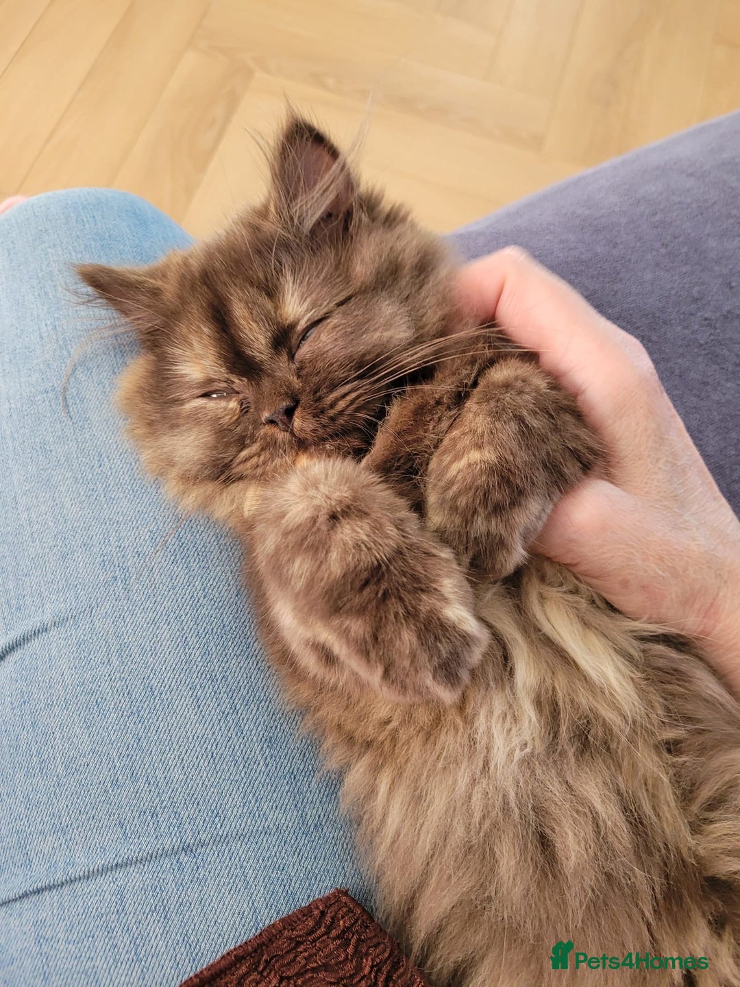 British Longhair cats for sale: Chocolate tortie British long hair kitten - Advert 2