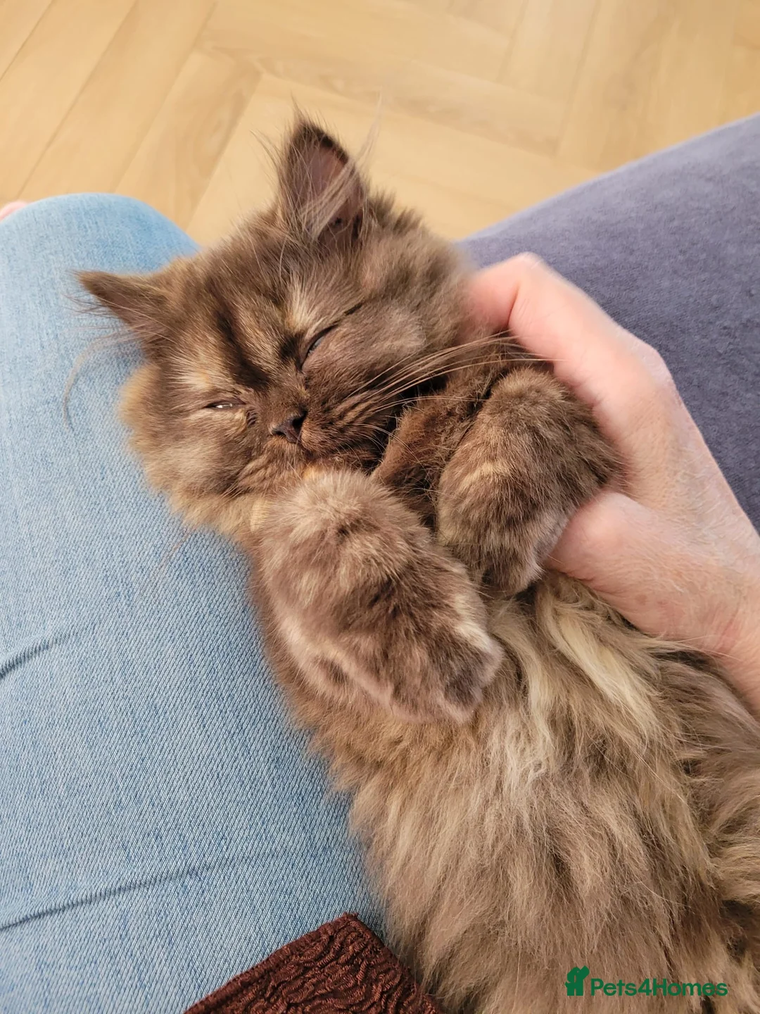 British Longhair cats for sale: Chocolate tortie British long hair kitten - Advert 2
