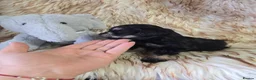 Miniature Schnauzer dogs for sale: Georgous Black &Silver Boy - Advert 13