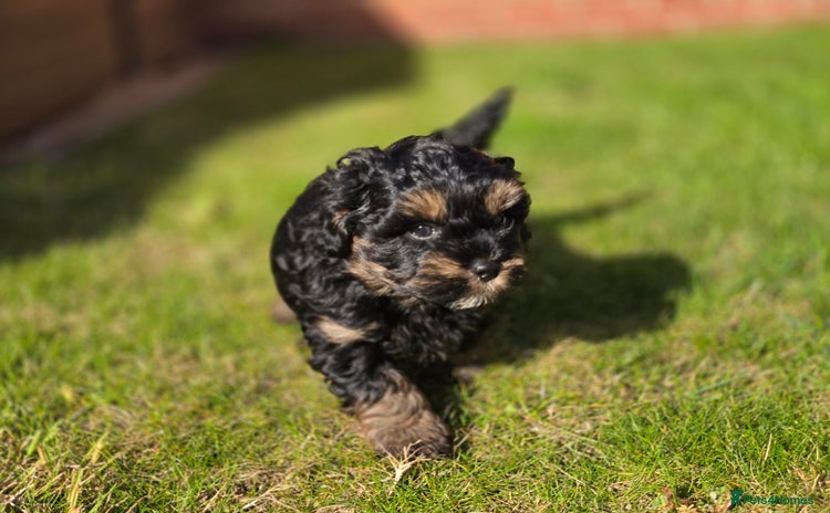 Shihpoo dogs - Advert 2