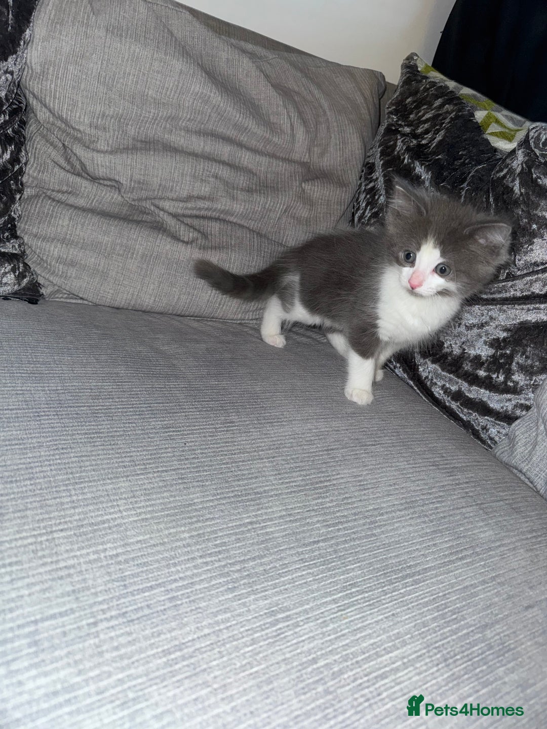 Ragdoll cats for sale: Stunning ragdoll x kittens  - Advert 12