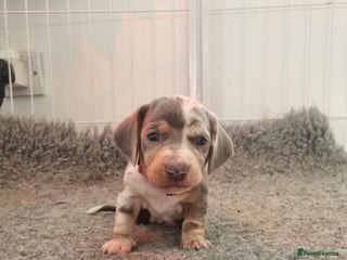 Dachshund dogs 8 Smooth Haired miniature dachshund pups - Advert 7