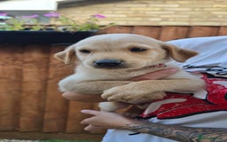 Labrador Retriever dogs for sale: Beautiful Labrador Retriever puppies for sale - Image 1