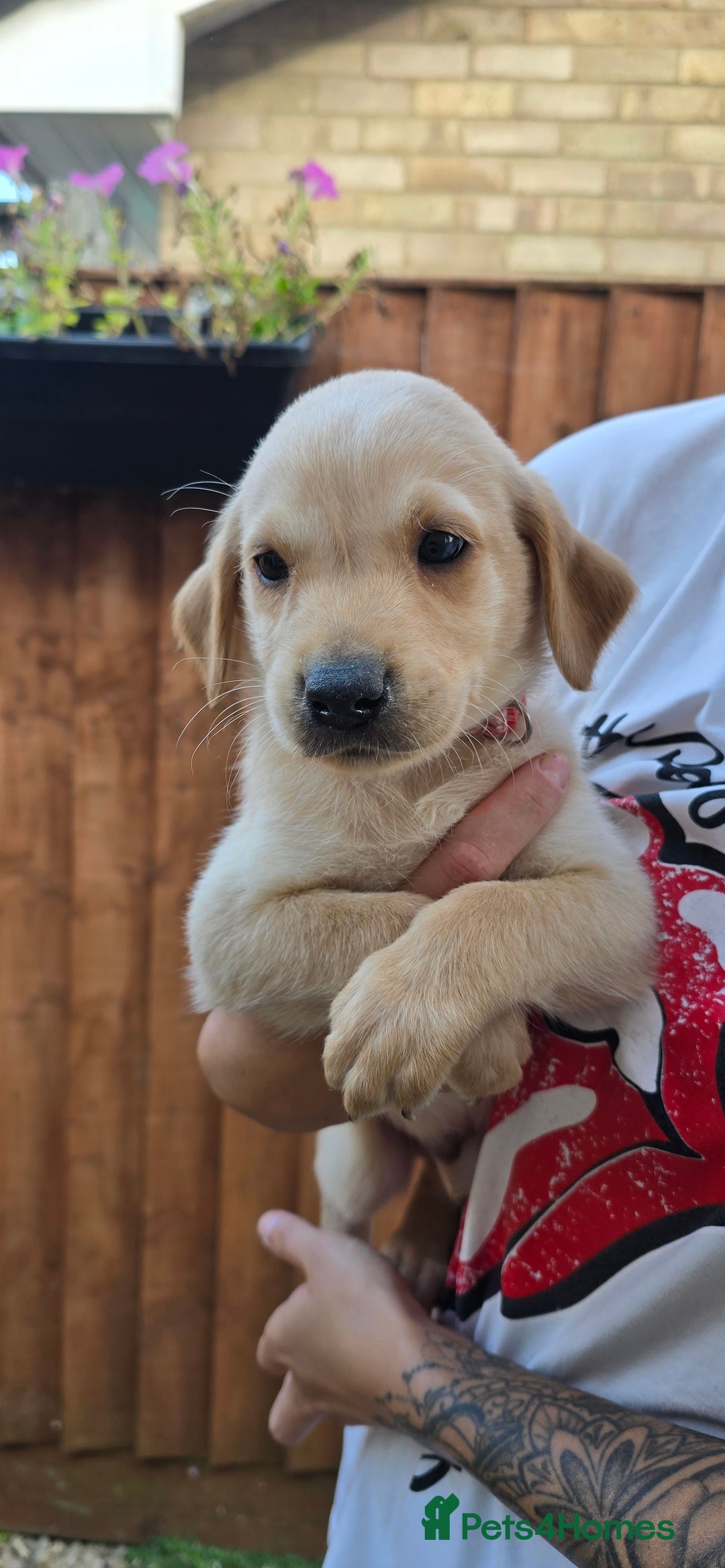 Labrador Retriever dogs for sale: Beautiful Labrador Retriever puppies for sale - Image 1