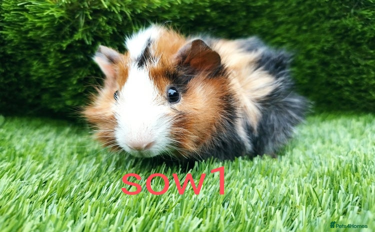 Guinea Pig rodents - Advert 2